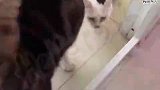 1月28日猫咪日常
