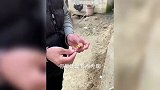 放炮神操作 太绝了