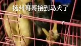 发往扬州的小马犬主人顺利接到了