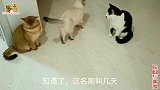 铲屎官给二哈猫胡哥取大名叫胡英俊，英俊和它的朋友们都忍不住了