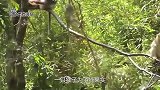 猴子发现老鹰的偷袭，结果发生意外，镜头拍下全过程