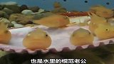 可以吸在鱼缸边的汤圆鱼