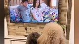千万不要给狗子看爱情片