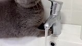 猫：不就开水么，我也会！