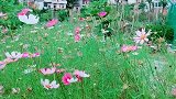 谁家的后花园？