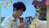 肖战在线撸猫！腹黑王爷太宠溺，玩猫丧志本人