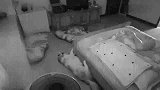 二哈深夜二哈与主人同眠，竟卡住了！