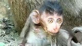 从小猴子眼睛里你看出了什么？对死亡的恐惧还是对美好生活的留恋