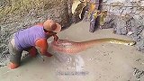 水沟里总是传出怪声，村民抽干水后，揪出2个大家伙