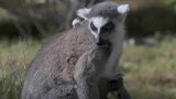 英国动物园环尾狐猴生下双胞胎 一家首度户外亮相