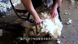 公羊被强行剃毛后，直接拦住了主人的去路：把我的羊毛还给我！