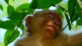 小猴（rose)太困了，躺在树上睡着了，真担心掉了下来！