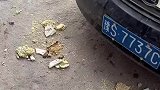 谁还敢买二手车，开了半个月就报废