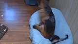 猫咪被狗子一屁股坐头上，脱身后立马看向摄像头