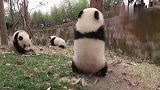 小熊猫：给我下来！这么多人看着，你不能比我厉害！