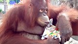 好聪明的一只猩猩，在动物园的长凳上，细细品味着美味的食物！