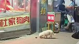 狗狗都是有灵性的，太可爱了吧