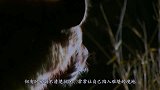 鬣狗掏肛大象尸体，大象尸体发生“异动”镜头拍下全过程！