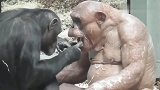 老猩猩吃东西塞牙了，小猩猩耐心的帮它扣牙，真是个好孩子