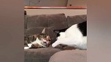 奶牛猫想摸一摸另一只猫的胡子，后者懵圈了