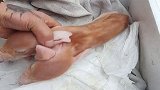家里的野猪下崽了，结果看完让我大吃一惊，这是不是个怪胎啊！