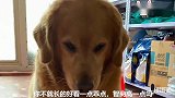 主人吹牛，金毛立刻把头转过去，不想听主人说话，这狗成精了
