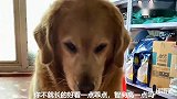 主人吹牛，金毛立刻把头转过去，不想听主人说话，这狗成精了