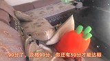 媳妇备战驾考科目一，精神崩溃情绪失常，老公还不停施压，太难了