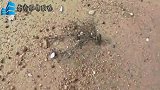 海上大风后一定要来赶海，你看大叔抓了多少海鲜多开心