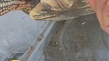 冻死乌龟下锅后突然活过来，-17℃乌龟忘搬回家被冻僵 主人欲吃掉时竟苏醒过来 乌龟