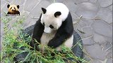 戏精熊猫旦旦又来搞笑了，静止不动15秒，懵懵的样子超可爱