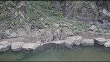 奈良小鹿看腻了，就去和猴子泡温泉吧