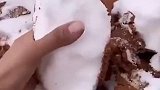 下了雪的沙特阿拉伯，被黄沙覆盖，确实有点像提拉米苏，真想上去咬一口