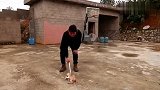 家里院子躺着一只死猫咪，金松一眼就判断死因，德牧看着就心虚！