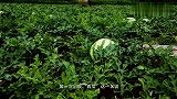 《神婆私藏中古食谱》：慈禧太后青睐的咸味西瓜盅
