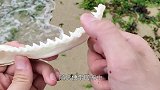海边发现鲨鱼牙齿，男子掏出工具，一把利刃横空出世！