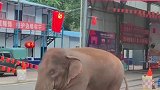 近日，一头野象大摇大摆走过勐康边检站，今年来经过了检查站8次。野象 检查站
