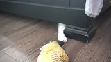 跟床底下的猫咪玩游戏，小爪子伸出来太萌了