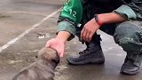 萌化了！小奶狗“碰瓷”兵哥哥要亲亲抱抱吃肉肉！网友：我该羡慕谁！   狗狗 兵哥哥