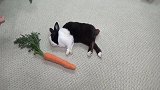 兔子正在睡觉，主人在它周围摆了一圈胡萝卜，兔子的反应太可爱了