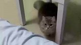 主人叫猫猫上来，结果不小心打到猫猫了小猫不动了