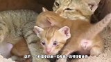 科莫多巨蜥贸然闯进猫窝，村民冒险来救，下一次果真就不幸运了