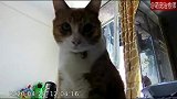 网友用监控器看猫，结果猫咪出拳把摄像头击倒了：你瞅啥！