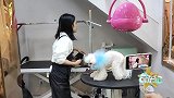 宠物染色大挑战！真真正正的彩虹马它来了！