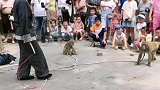 猴子造反了