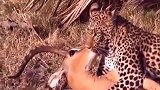 花豹捕获猎物眼看就到手了，不料意外发生了！