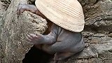 谁能告诉我，这是个什么生物？