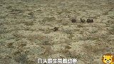 北极狼捕杀麝牛多半会失败，一两个小时的搏斗麝牛逃脱