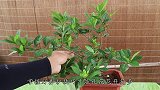 养栀子花，30天往盆里加点“它”，不掉苞，开花多，味又香