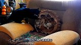 主人每天看到猫咪在沙发上找枕头按摩，嫉妒死了，为啥不给我按摩